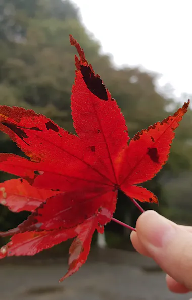 Rokko Alpine Botanical Garden A hand holds up a vivid red maple leaf with jagged edges against a blurred background of trees and overcast sky.