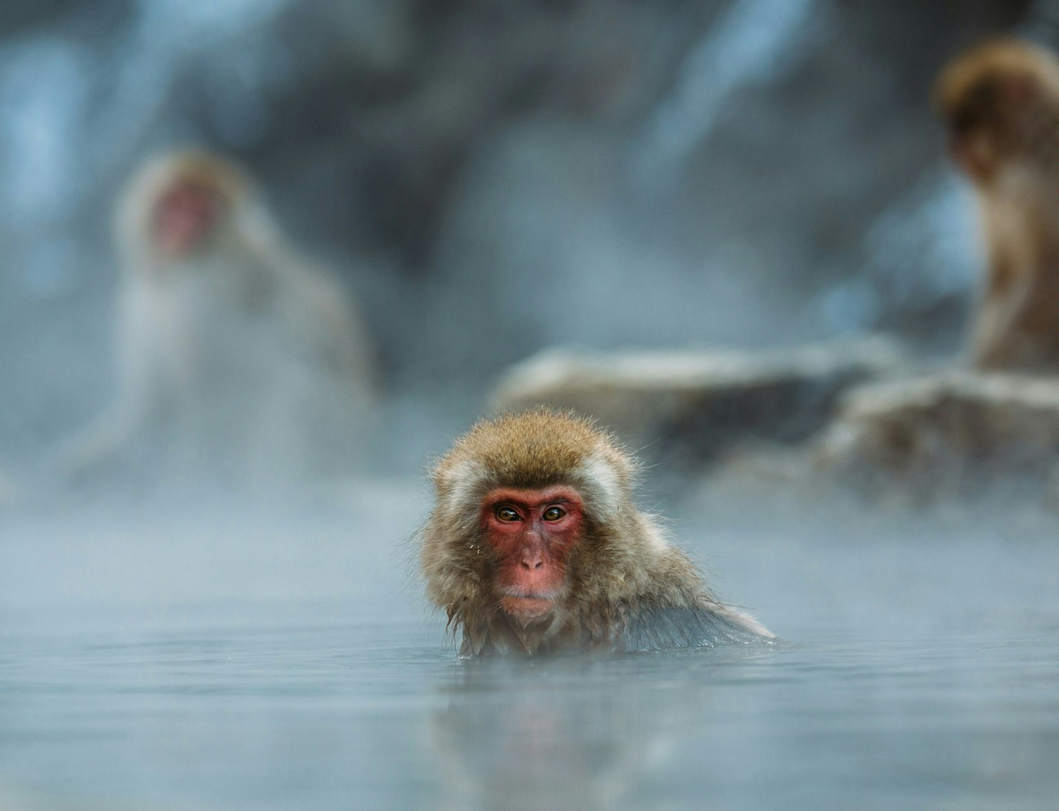 Jigokudani Snow Monkey Park A Japanese macaque, also known as a snow monkey, sits in steaming hot spring water, with two more macaques blurred in the misty background.