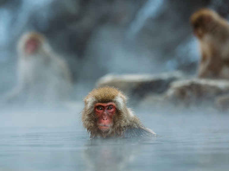 지옥다니 발견하기: 눈 원숭이들 사이의 가이드 투어
