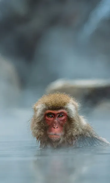 Jigokudani Snow Monkey Park A Japanese macaque, also known as a snow monkey, sits in steaming hot spring water, with two more macaques blurred in the misty background.