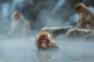 A Japanese macaque, also known as a snow monkey, sits in steaming hot spring water, with two more macaques blurred in the misty background.