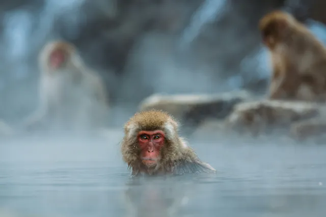 A Japanese macaque, also known as a snow monkey, sits in steaming hot spring water, with two more macaques blurred in the misty background.
