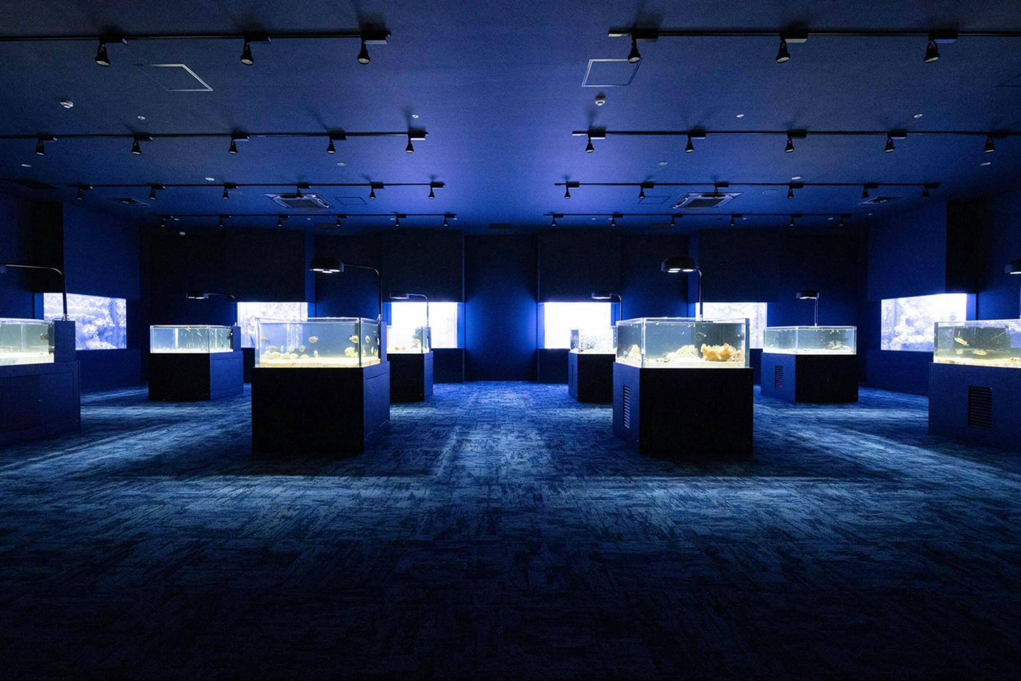 DMM Kariyushi Aquarium