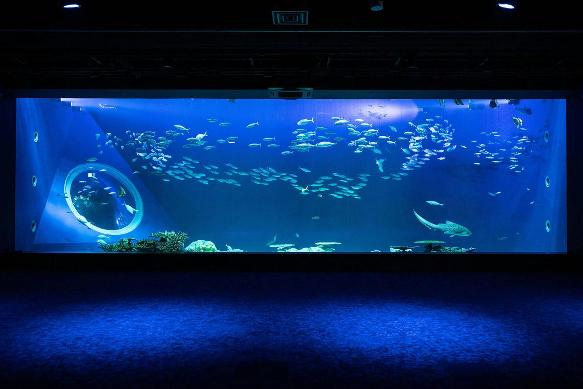 Entry Pass to Experience DMM Kariyushi Aquarium