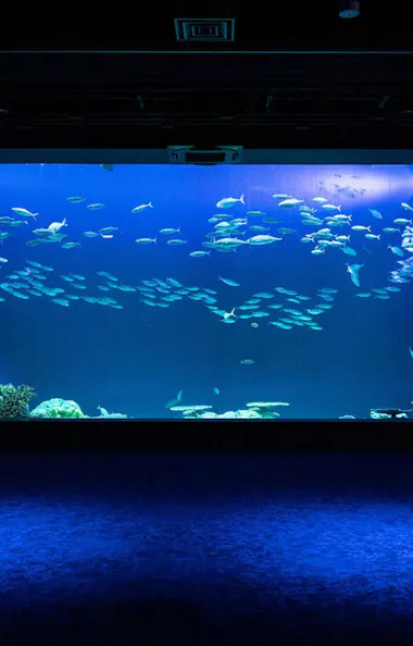 DMM Kariyushi Aquarium DMM Kariyushi Aquarium