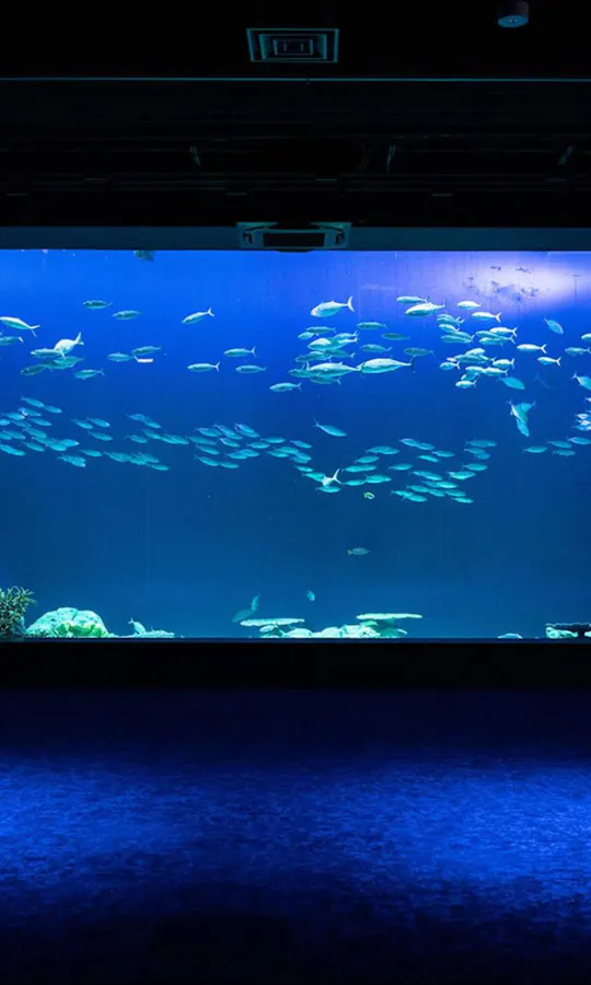 DMM Kariyushi Aquarium DMM Kariyushi Aquarium