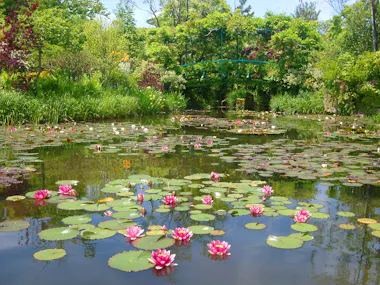 A serene pond with pink water lilies and green lily pads, surrounded by lush trees and plants, with a small green footbridge in the background under a bright blue sky.