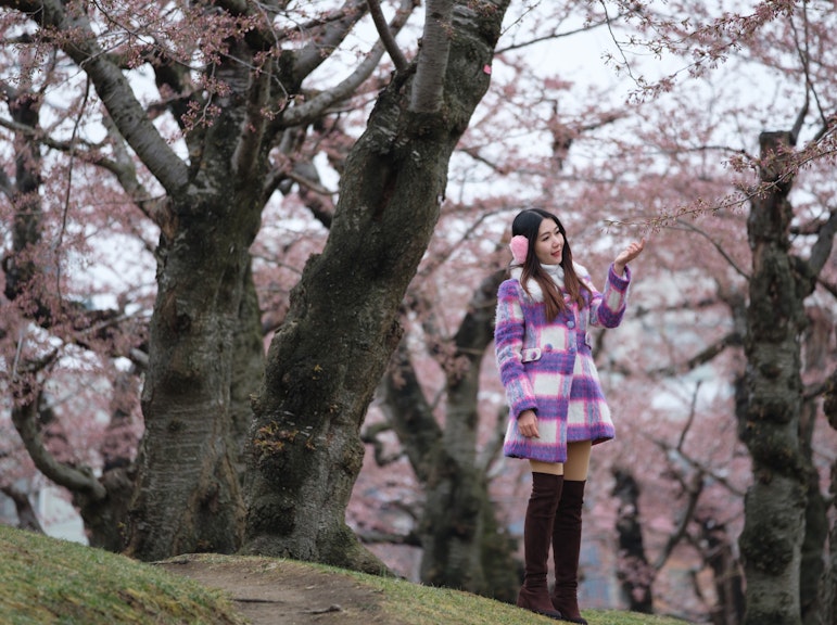 Taxi Cherry Blossom Tour - Standard cab
