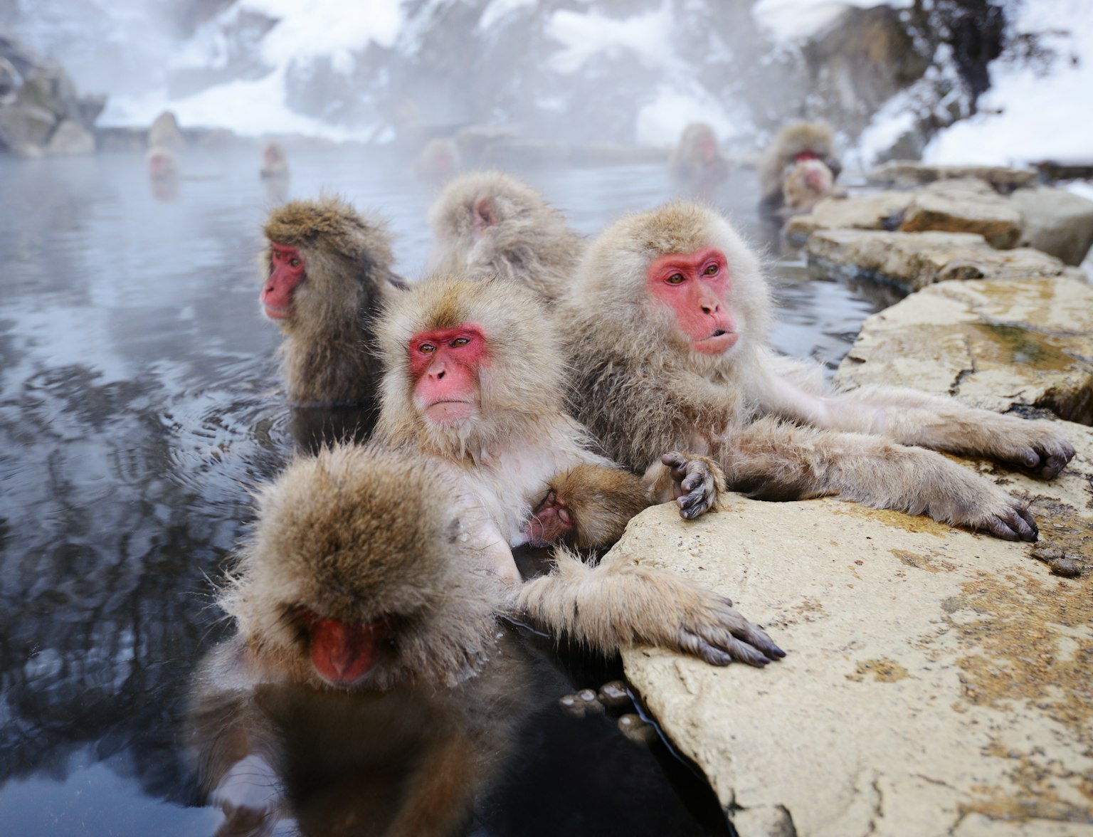 Jigokudani Snow Monkey Park Jigokudani Snow Monkey Park