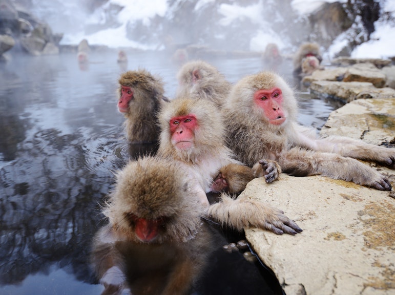Discover Nagano: Private Snow Monkeys & Zenkoji Temple Day Excursion