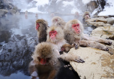 Jigokudani Snow Monkey Park