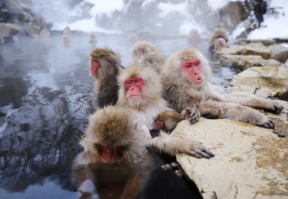 Snow monkeys warming up at Jigokudani, a short trip from Shibu Onsen. A group of Japanese macaques huddled together on rocks at the edge of a steaming hot spring in the snow