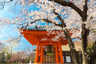 A traditional Japanese temple bell tower with a tiled roof sits beneath blooming cherry blossom trees on a sunny day, with blue sky in the background.
