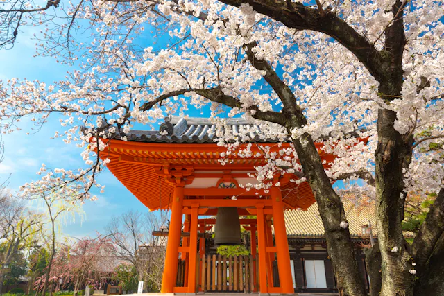 A traditional Japanese temple bell tower with a tiled roof sits beneath blooming cherry blossom trees on a sunny day, with blue sky in the background.