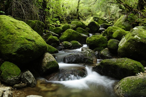 Yakushima Island