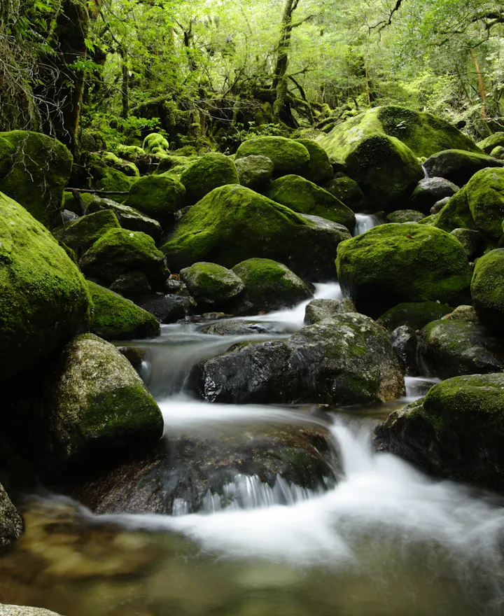 Yakushima Island Yakushima Island