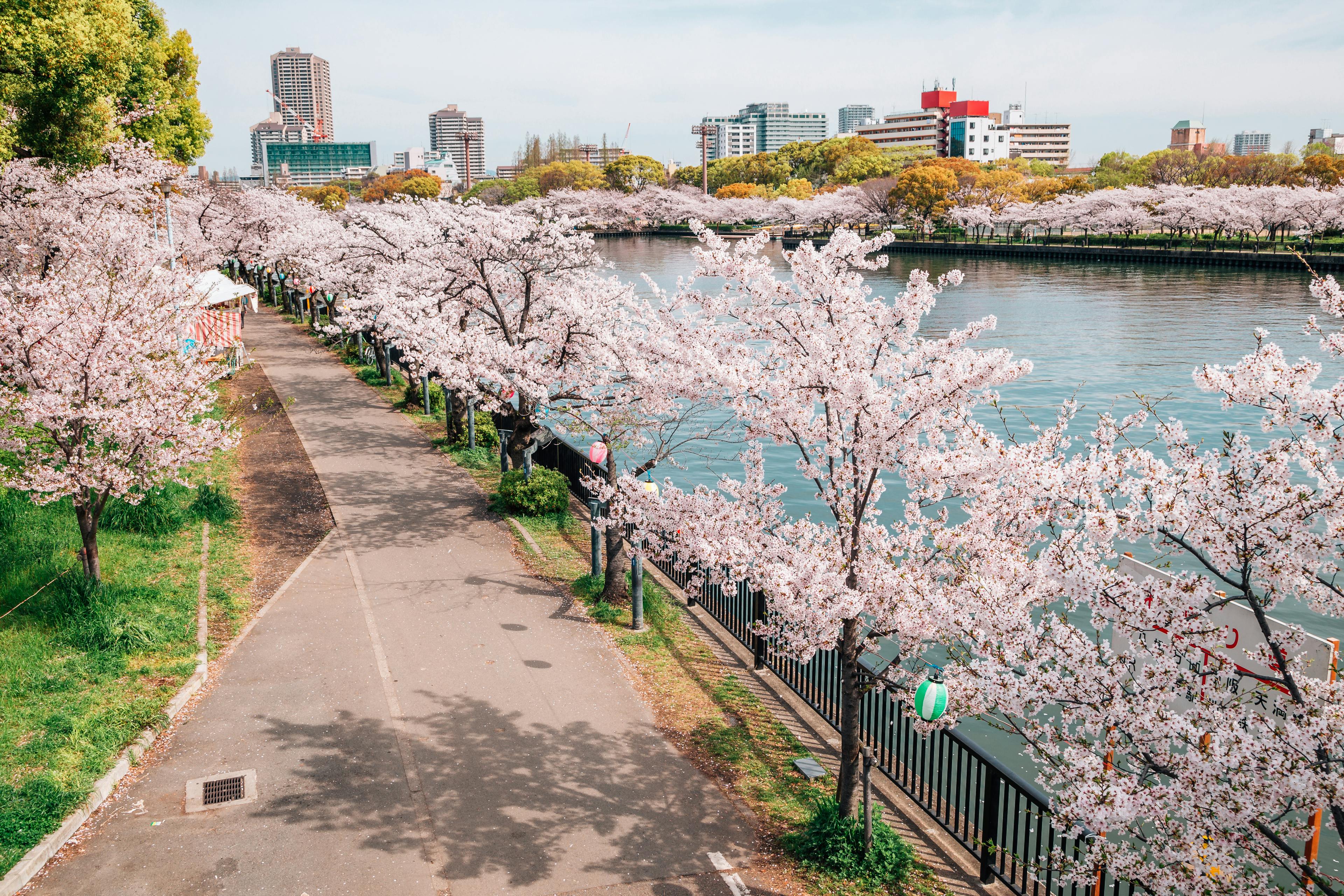 Cherry blossom trees in full bloom line a riverside walkway in a city park, with buildings in the background and clear blue sky above. The water reflects the pink blossoms, creating a vibrant spring scene.