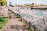 Cherry blossom trees in full bloom line a riverside walkway in a city park, with buildings in the background and clear blue sky above. The water reflects the pink blossoms, creating a vibrant spring scene.