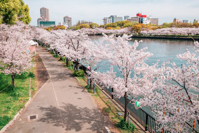 Cherry blossom trees in full bloom line a riverside walkway in a city park, with buildings in the background and clear blue sky above. The water reflects the pink blossoms, creating a vibrant spring scene.