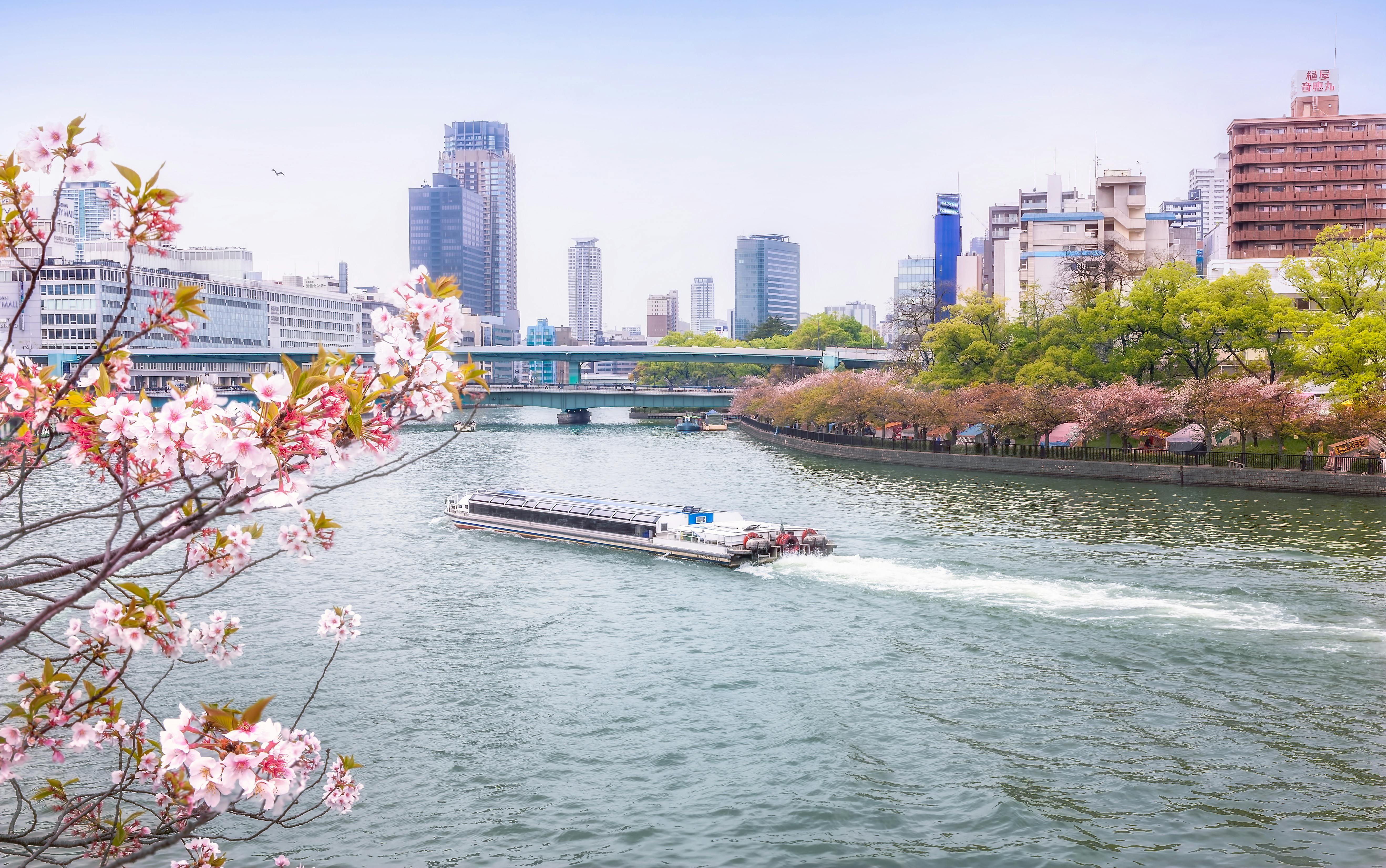 A riverboat cruises along a city river lined with cherry blossom trees in bloom, with modern high-rise buildings and a bridge visible in the background under a clear sky.