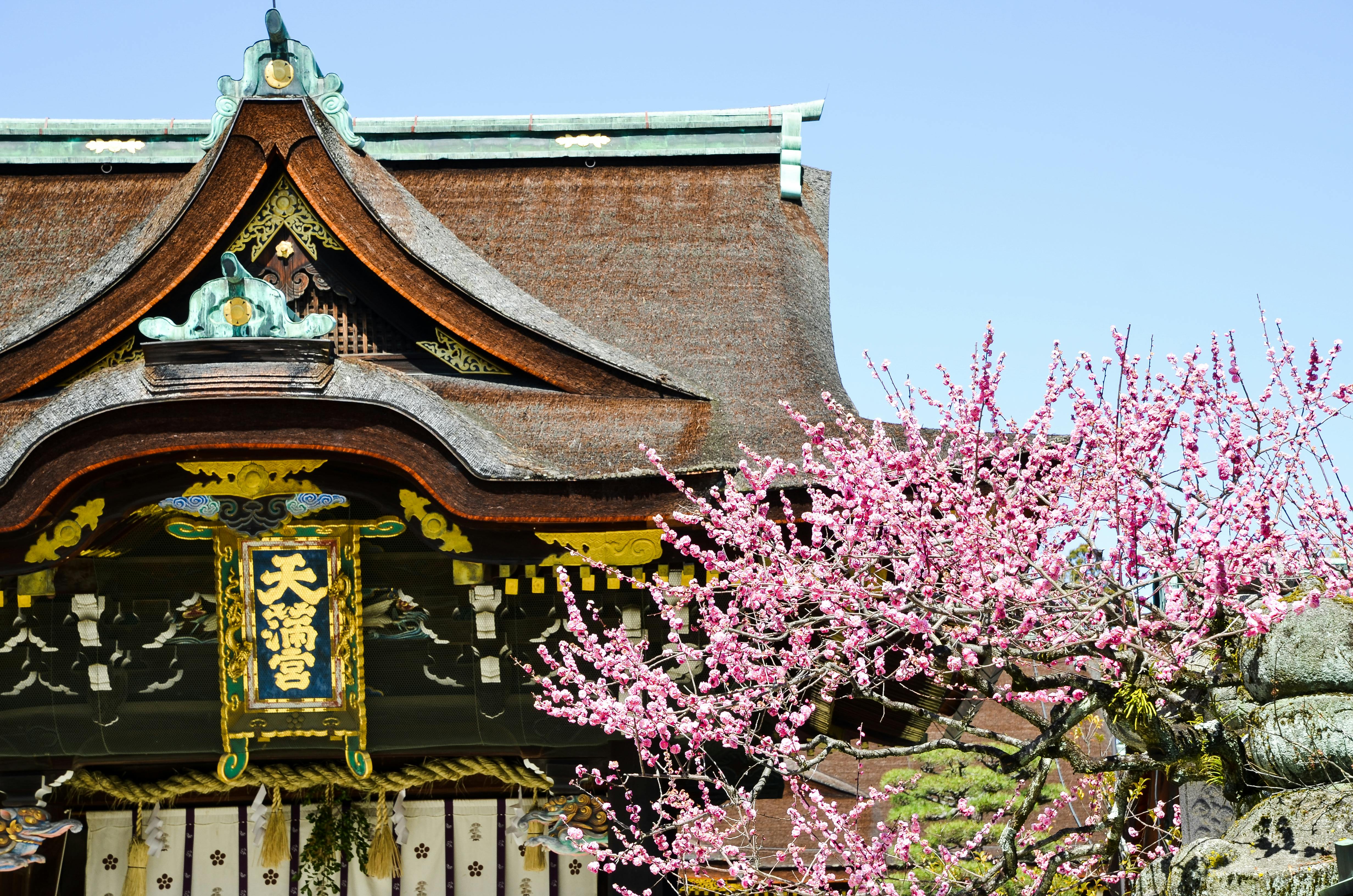 Traditional Japanese temple with ornate wooden roof and gold accents, partially obscured by blooming pink cherry blossoms under a clear blue sky.