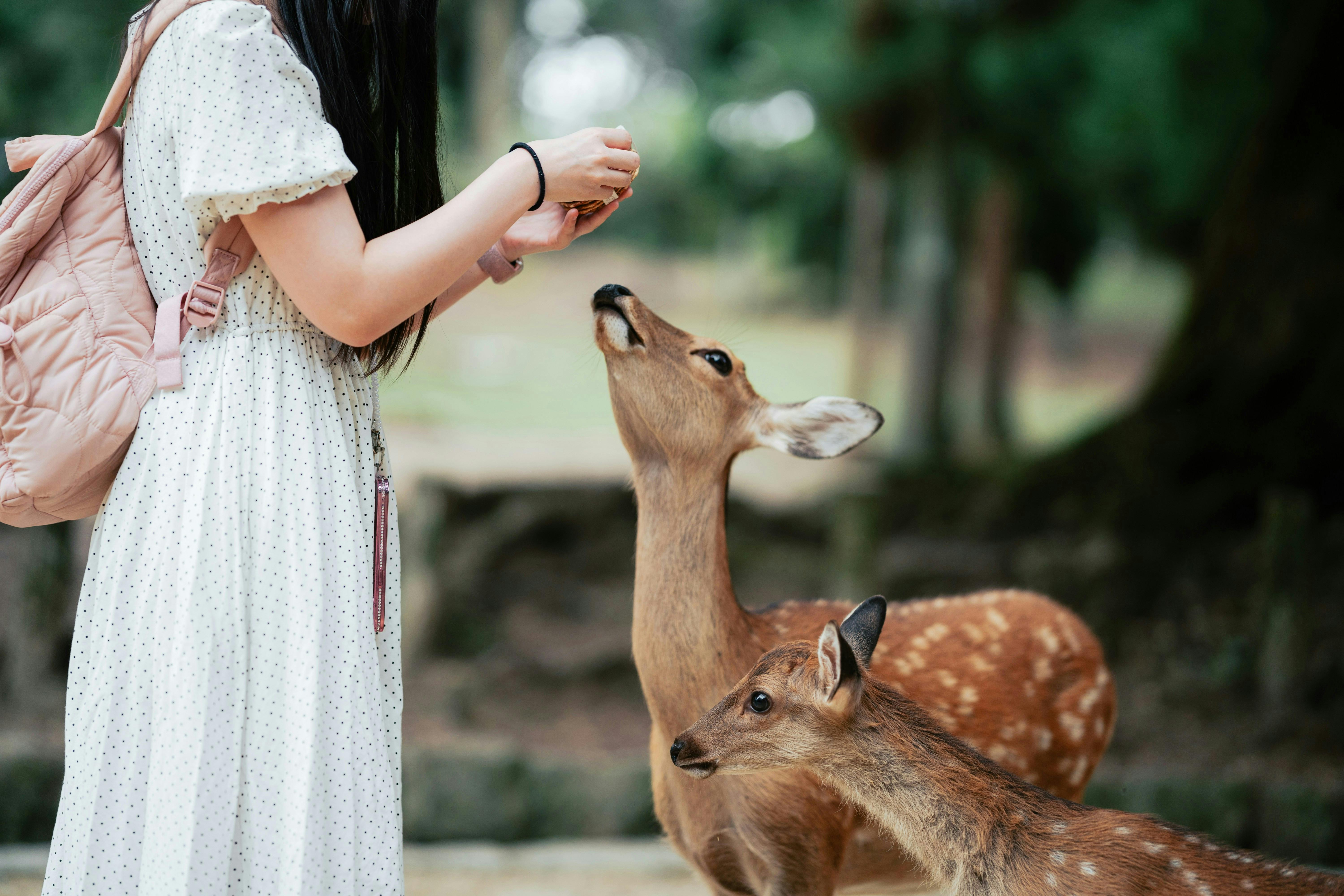 Nara Park