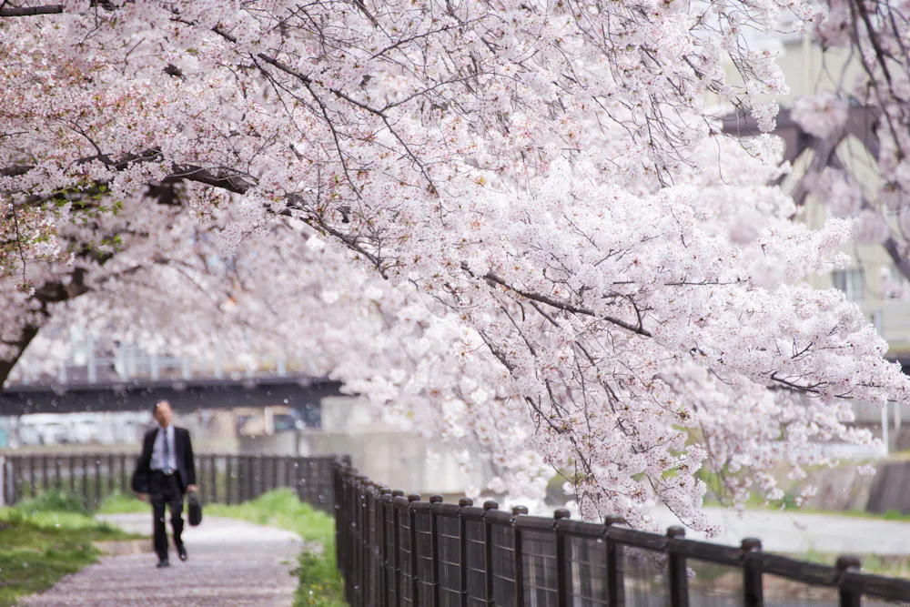 Sewaritei Sakura Festival