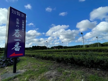 Kagoshima Tea Harvesting Experience