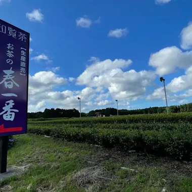 Kagoshima Tea Harvesting Experience Kagoshima Tea Harvesting Experience