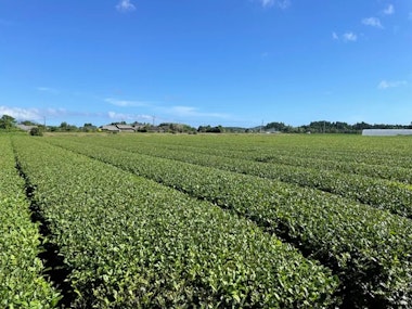 Kagoshima Tea Harvesting Experience