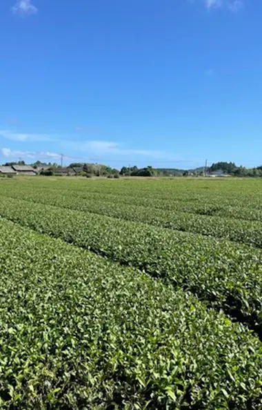 Kagoshima Tea Harvesting Experience Kagoshima Tea Harvesting Experience