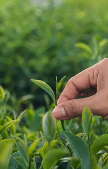 Tea Harvesting Tea Harvesting