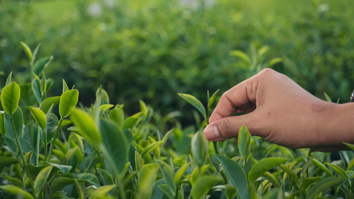 A hand gently plucking a fresh green tea leaf from a lush tea plant, surrounded by vibrant green foliage. The image captures a close-up view in a sunlit tea garden.