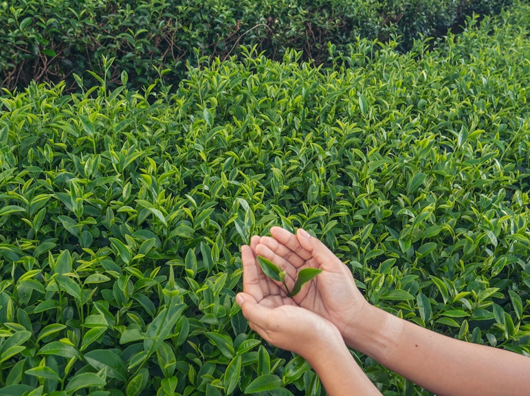 Tea Harvesting Experience in Kagoshima