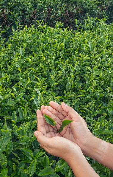 Tea Harvesting Tea Harvesting