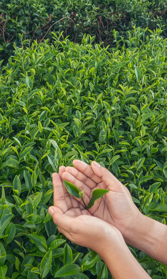 Tea Harvesting Tea Harvesting