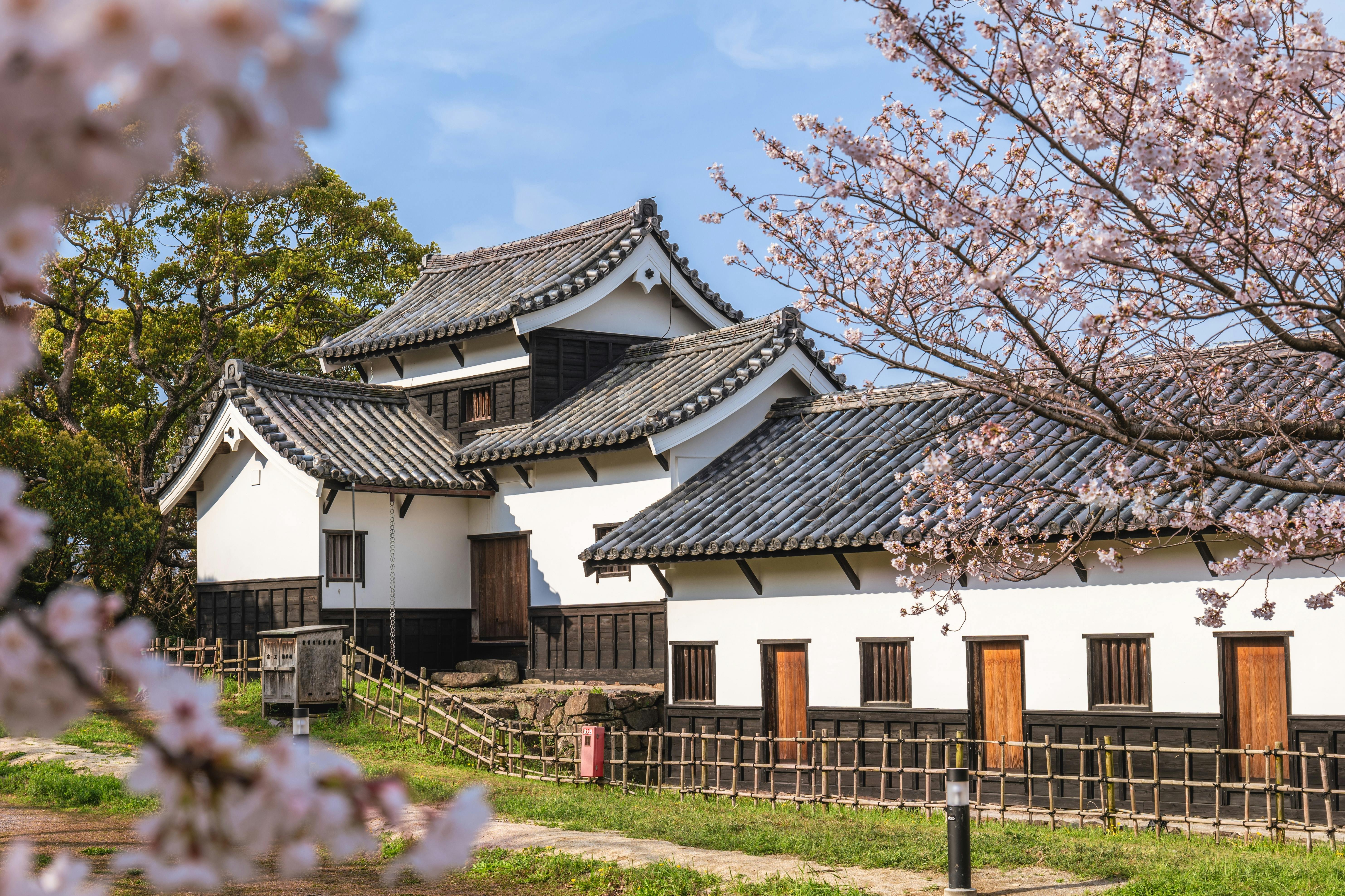 A traditional Japanese building with white walls and black tiled roof, surrounded by blooming cherry blossom trees under a blue sky. A bamboo fence runs in front of the house.
