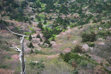 Yakushima Tour