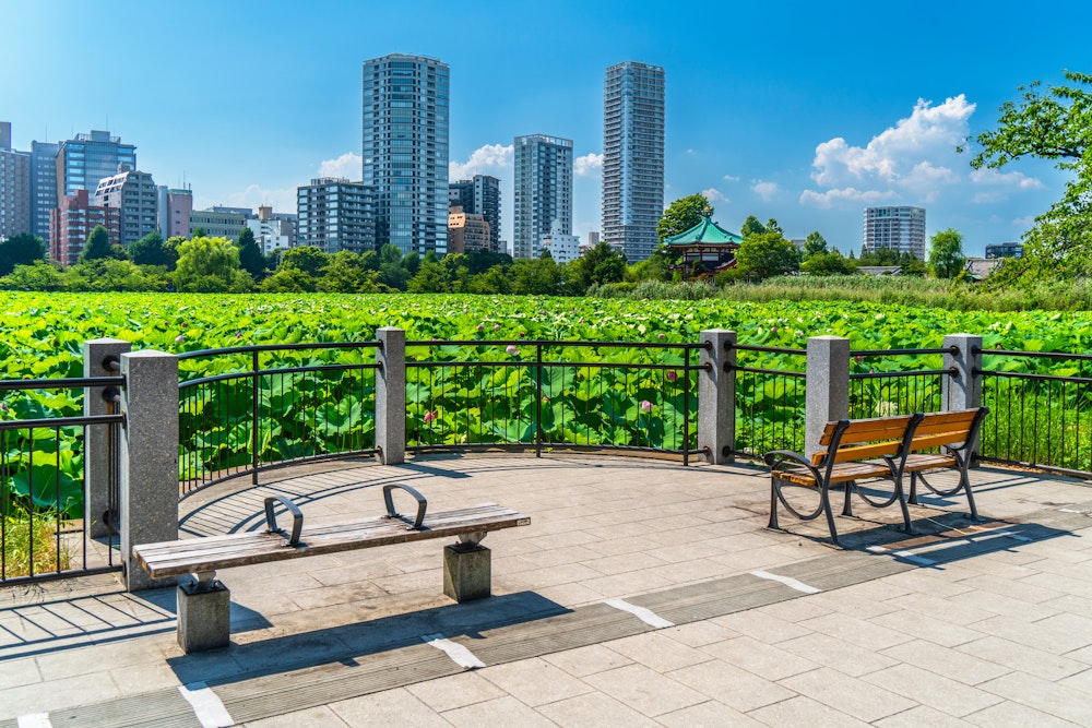 Shinobazu Pond