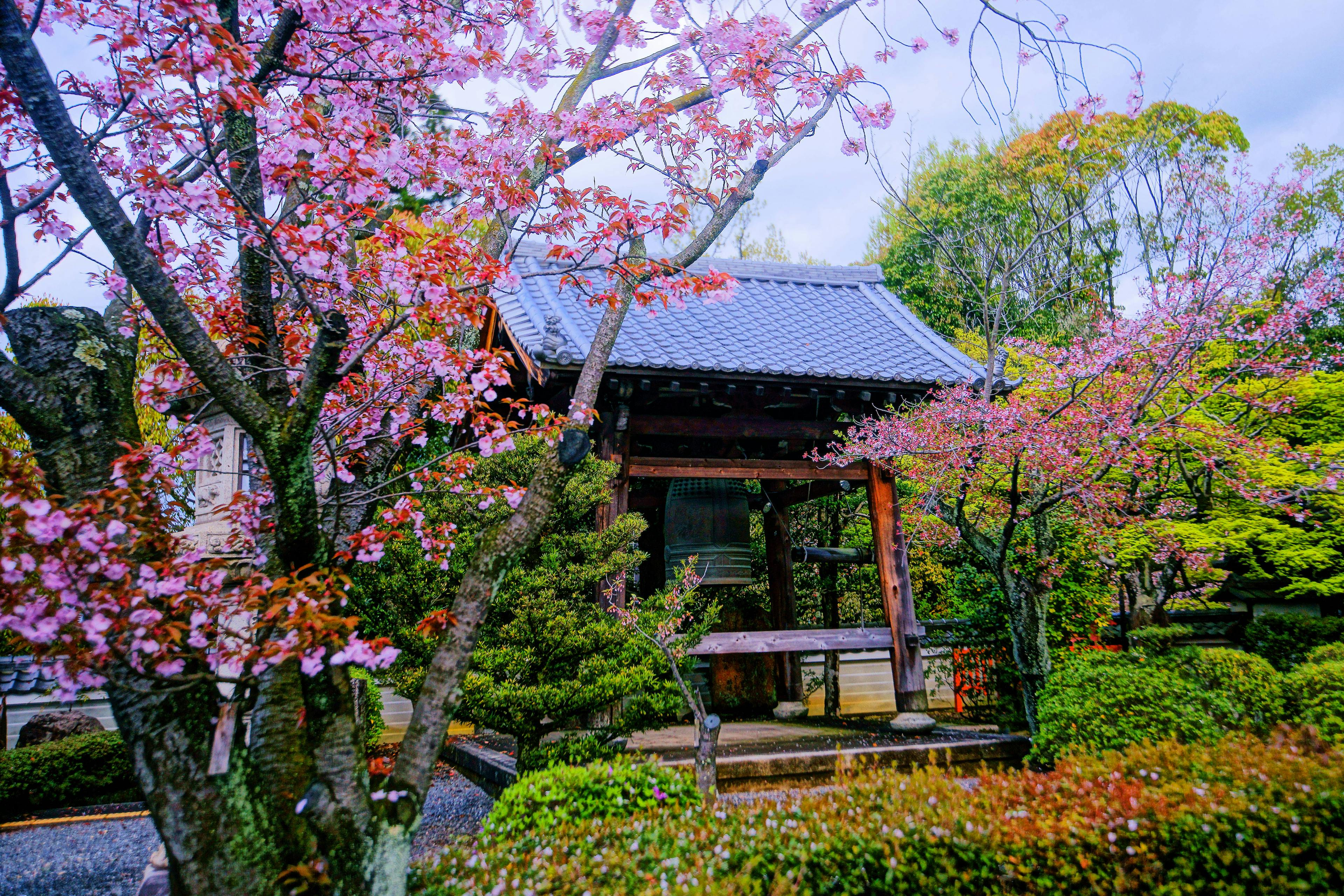 A traditional Japanese garden with blooming cherry blossom trees surrounds a wooden bell pavilion, featuring a tiled roof, lush greenery, and carefully manicured shrubs under a bright, cloudy sky.