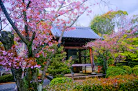 A traditional Japanese garden with blooming cherry blossom trees surrounds a wooden bell pavilion, featuring a tiled roof, lush greenery, and carefully manicured shrubs under a bright, cloudy sky.