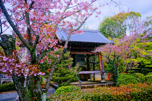 A traditional Japanese garden with blooming cherry blossom trees surrounds a wooden bell pavilion, featuring a tiled roof, lush greenery, and carefully manicured shrubs under a bright, cloudy sky.