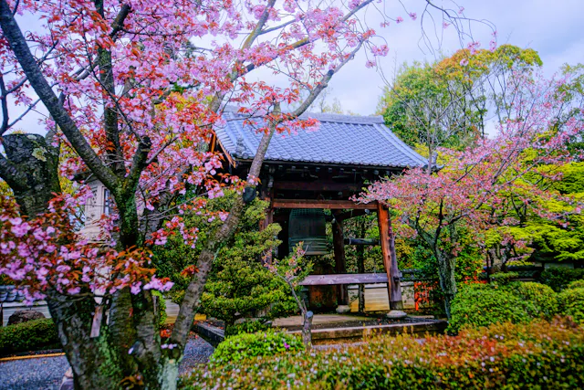 A traditional Japanese garden with blooming cherry blossom trees surrounds a wooden bell pavilion, featuring a tiled roof, lush greenery, and carefully manicured shrubs under a bright, cloudy sky.
