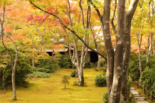 A serene garden with tall trees featuring yellow and orange autumn leaves, moss-covered ground, green shrubs, and a stone path leading toward a partially hidden building.