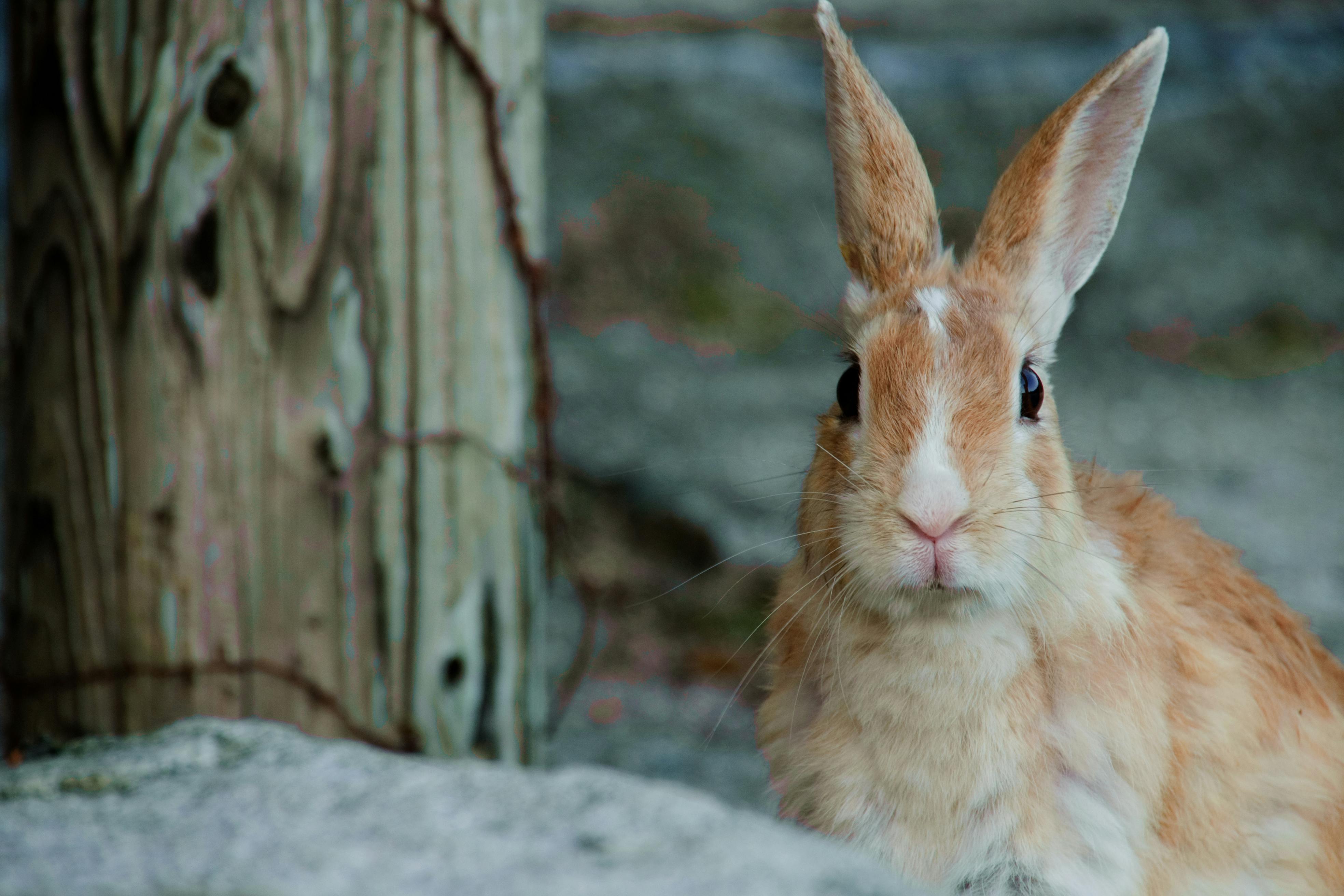 Okunoshima