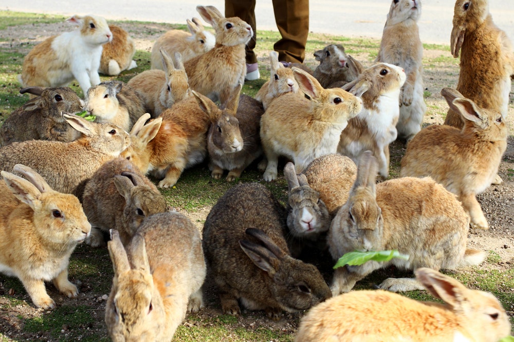 Okunoshima