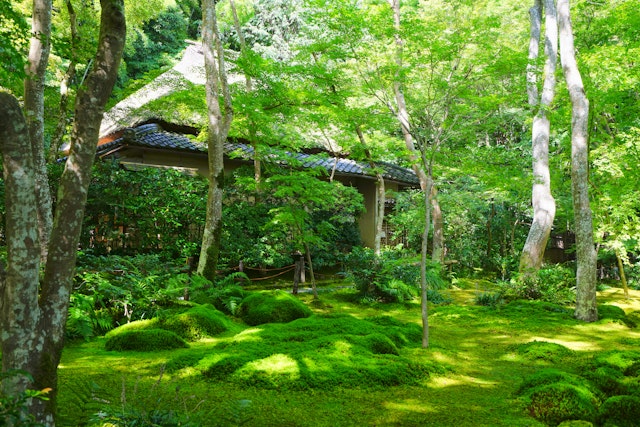 祇王寺 - Trip To Japan