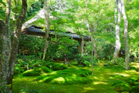 A traditional Japanese house with a tiled roof is surrounded by lush green trees and moss-covered ground in a peaceful garden setting. Sunlight filters through the leafy canopy, creating a serene and tranquil atmosphere.