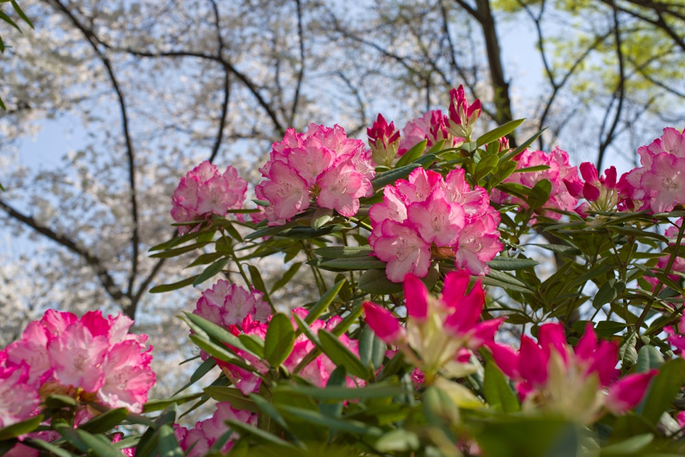 Rhododendrons