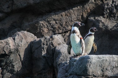 Toba Aquarium